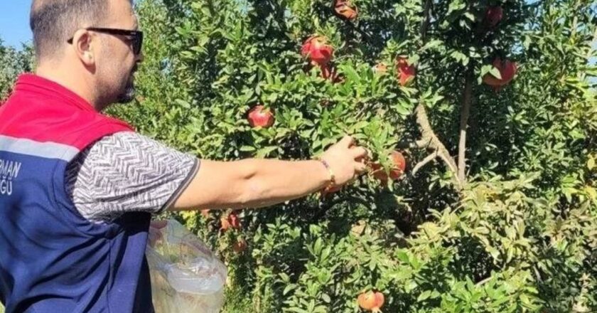 Aydın’da pestisit kalıntı analizi için nar örnekleri alındı ​​- Son Dakika Türkiye Haberleri