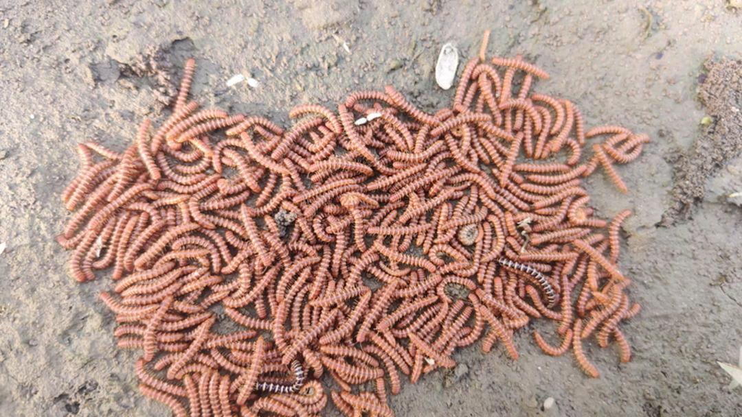 Büyük Tehlike: Et yiyen vidalarda korkutucuların %53'ü! Türkiye'de var mı? 2