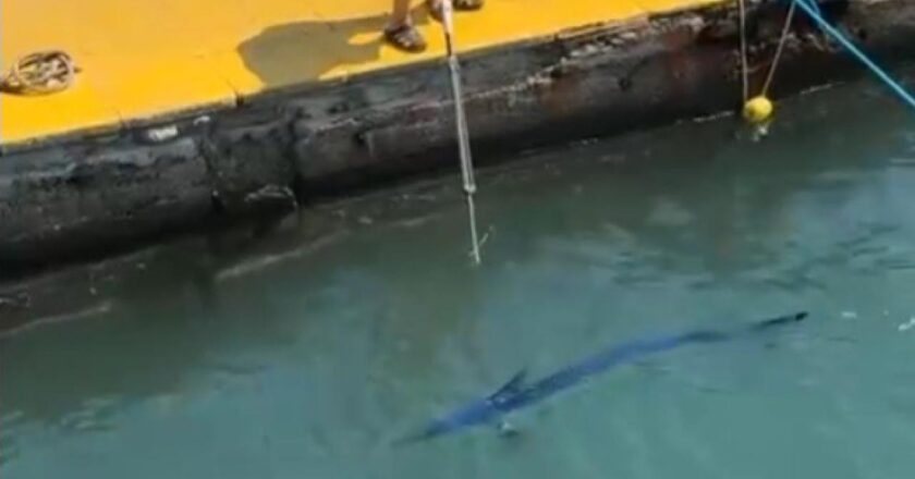 Bir zıpkınla mavi yelkenli balığa çarpan kişiye para cezası verildi